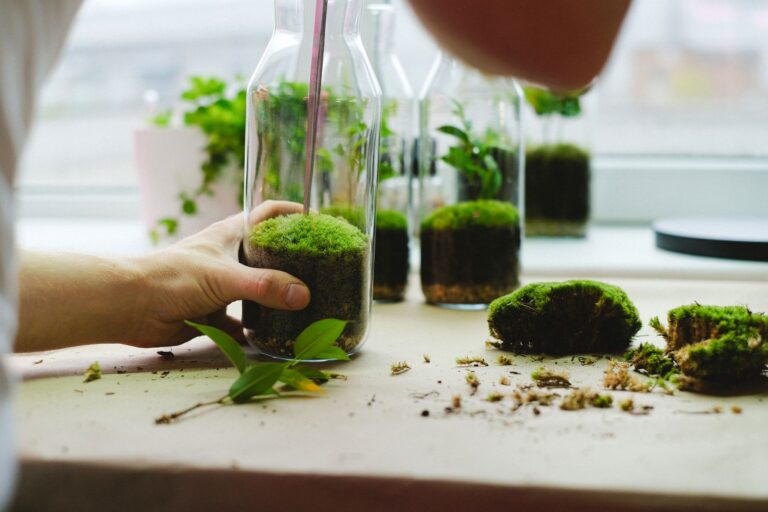 How to Build a Terrarium: DIY Tutorial